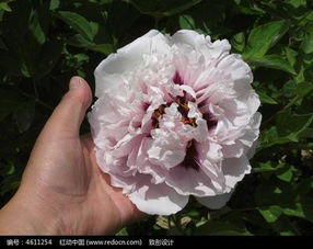 河州牡丹苗木價格解析與特產網選購指南