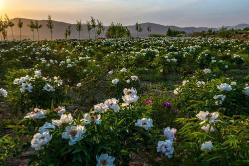 端午相約會寧，共賞芍藥傾城